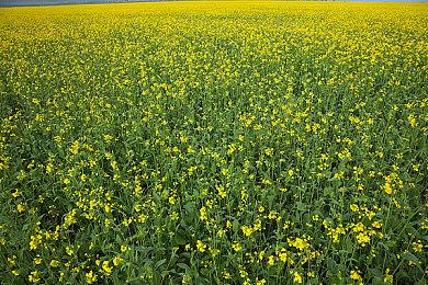 《怪物猎人物语2》已正式发售 破单人JRPG在线人数纪录